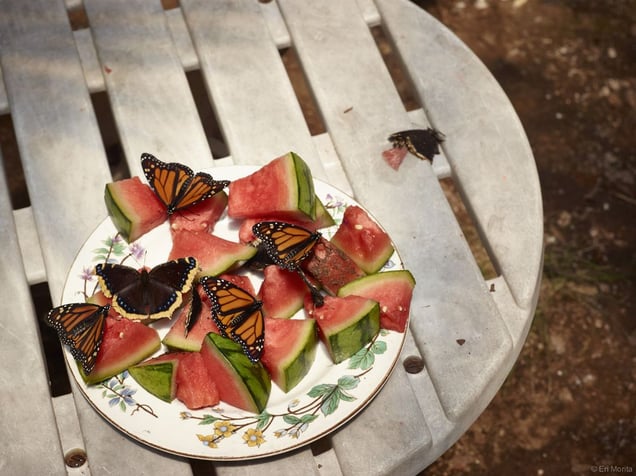 Monarch Butterflies and Watermelon