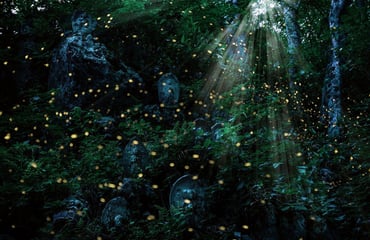 Summer Fairies — Luminous Fireflies &amp; the Climate Crisis, Photography Competition & Awards