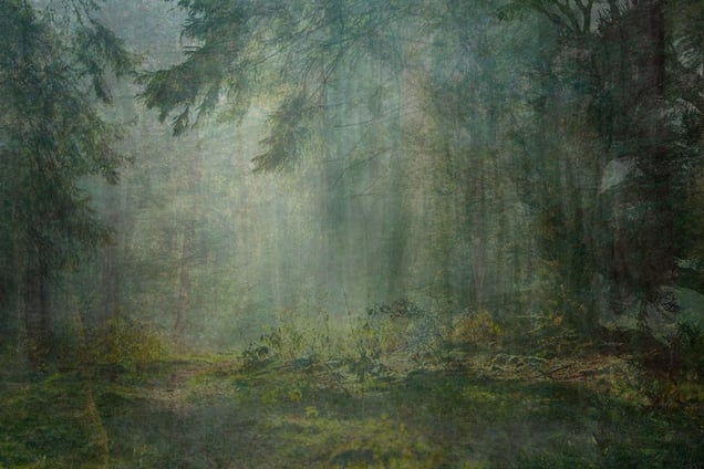 Nine Years out of a Death Row Sentence (Forest) © Amy Elkins