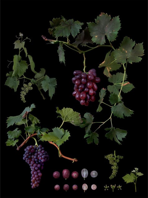 Vitis interspecific crossing 'Vellum Red'