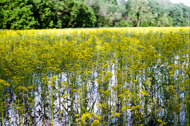 Friendship Rd, Brown County, IN, Spring 2026.