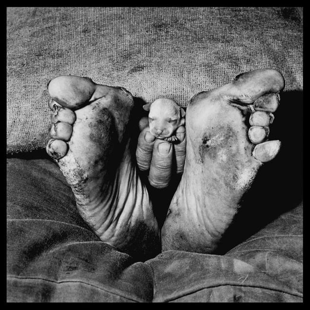 Puppy between feet, 1999 © Roger Ballen