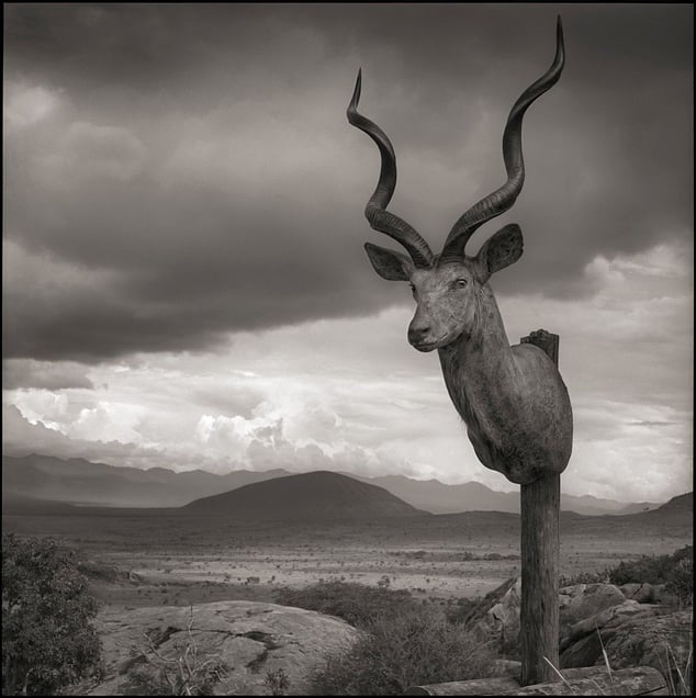 Kudu Head Trophy © Nick Brandt. Courtesy of Edwynn Houk Gallery, New York