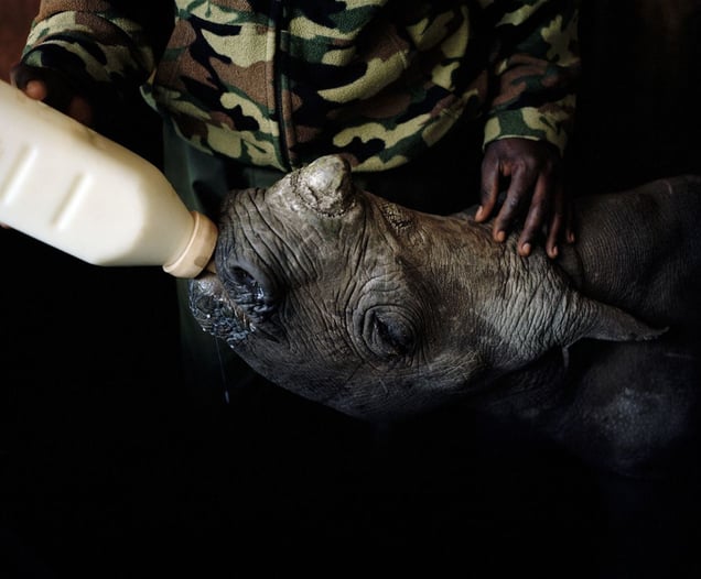 orphan black rhino # II, lewa conservancy, kenya-from the series 'with butterflies and warriors'-David Chancellor