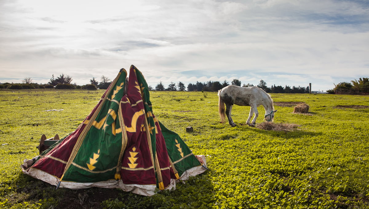 Tales of Moroccan Amazons, 2014