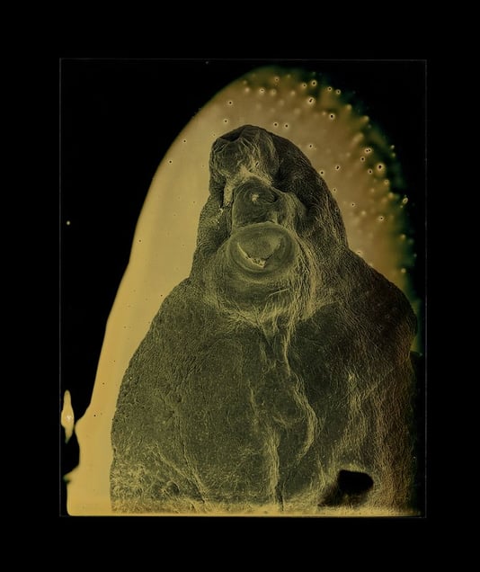 Fasciola hepatica © Marcus DeSieno