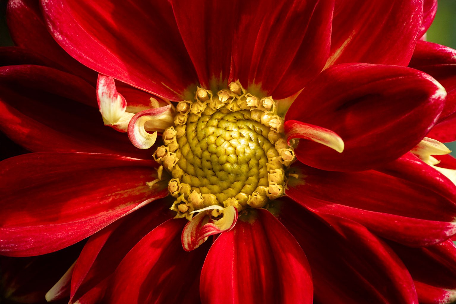 Trees & Foliage & flowers pt 2