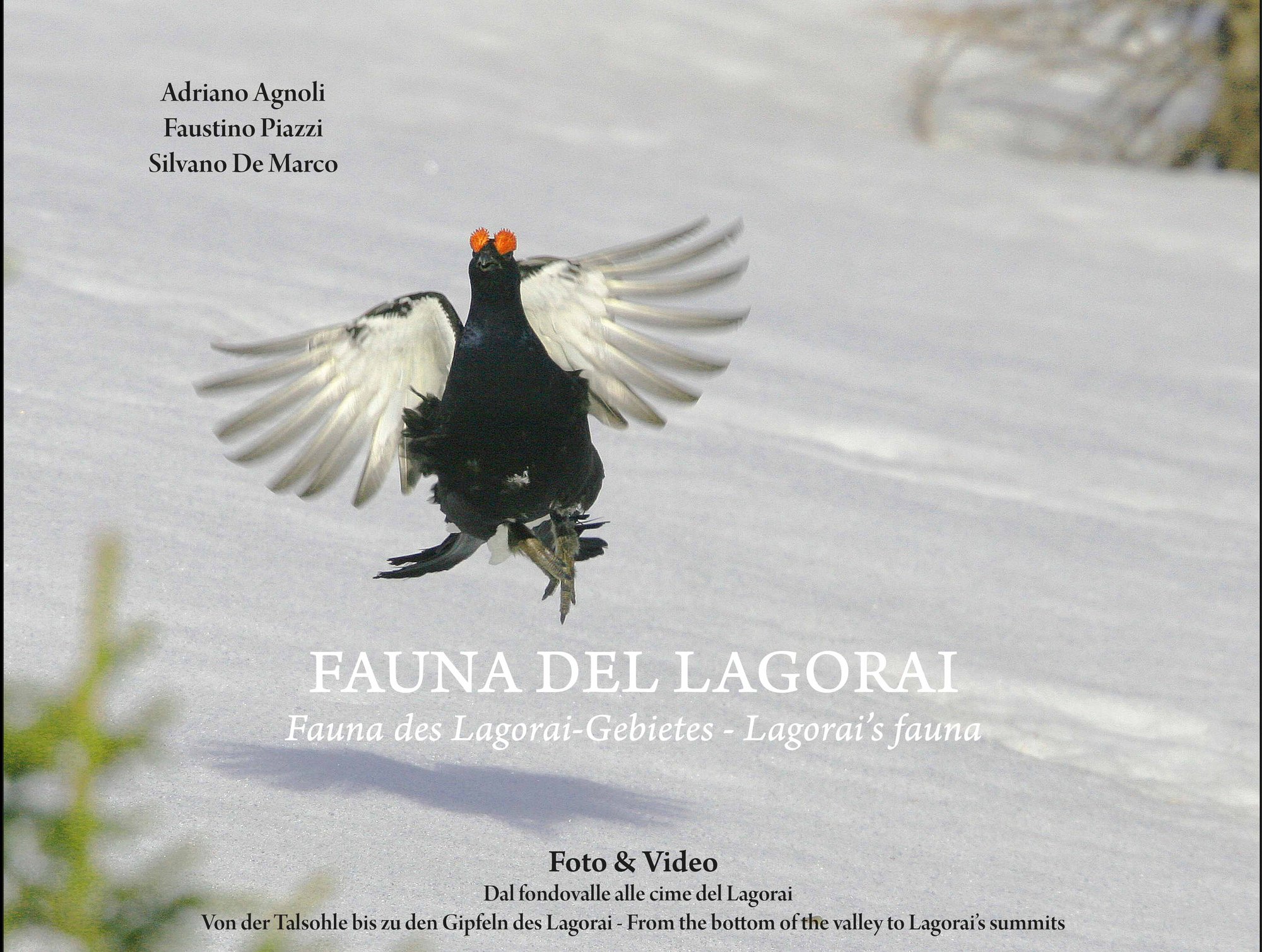 Fauna del Lagorai