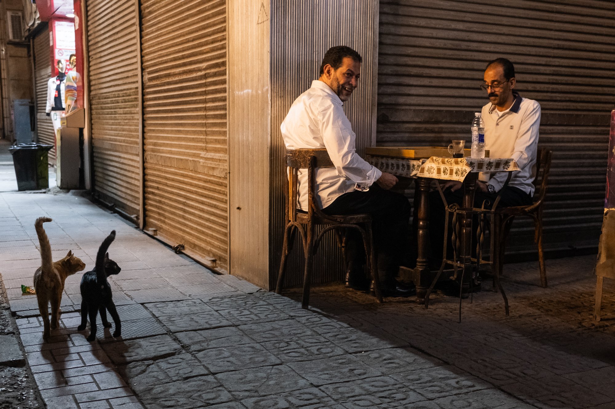 Urban jungle citizens