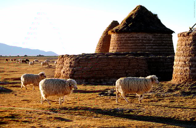 Ovine breeding on the Andean plain with traditional houses