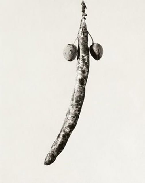 Herbarium series, Astrophytus dicotiledoneus, 1984, Selenium toned gelatin silver print, 40 x 30 cm © Joan Fontcuberta