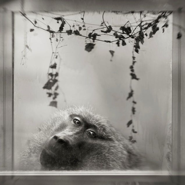 © Anne Berry, Baboon in Window, from the series Menagerie.  Third Prize, Single Image Category, LensCulture International Exposure Awards 2010