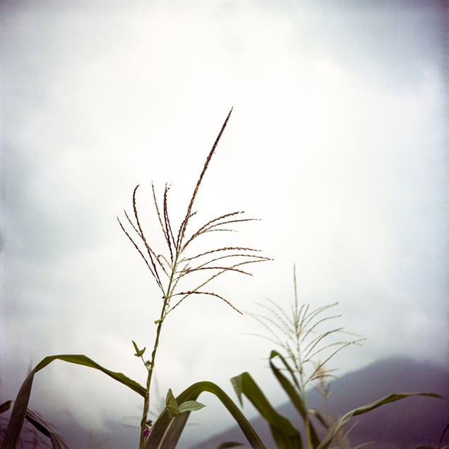 'Mitinis' are like maize and beans that grow together in the same field. Despite their differences, they support each other’s growth. The mitini relationship, like these plants, enriches and brings harmony to their shared lives.
