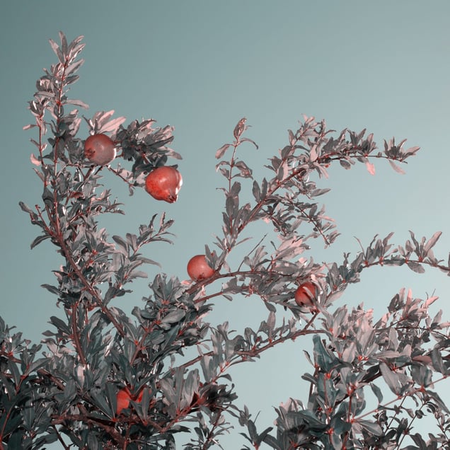 Thia Metamorfosis (holy transfiguration)