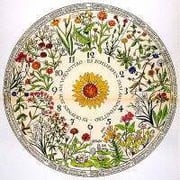 Fleur Thesmar