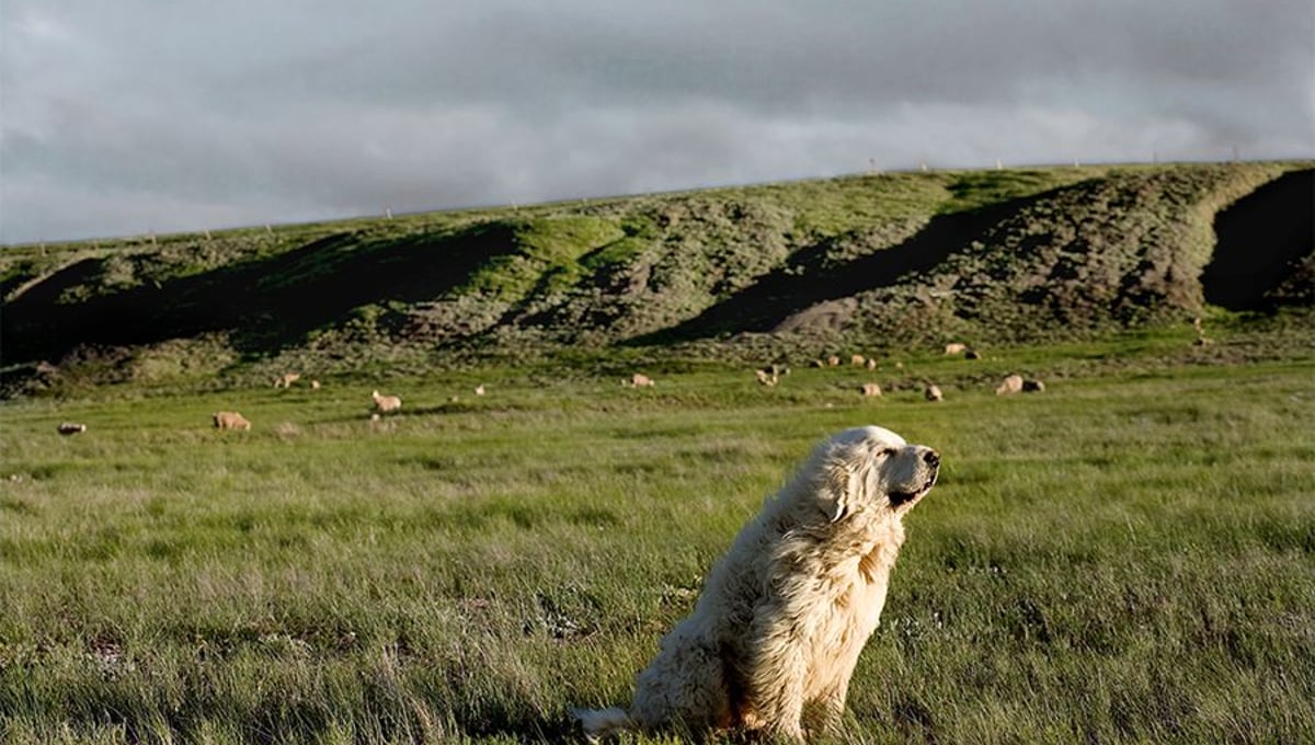 Champ, 9 years old, Butte County, South Dakota