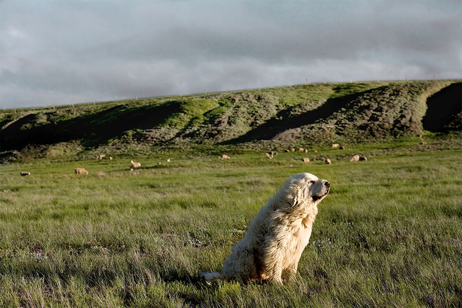 Senior Dogs 
      Across America