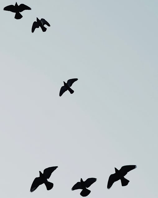 Six of Birds