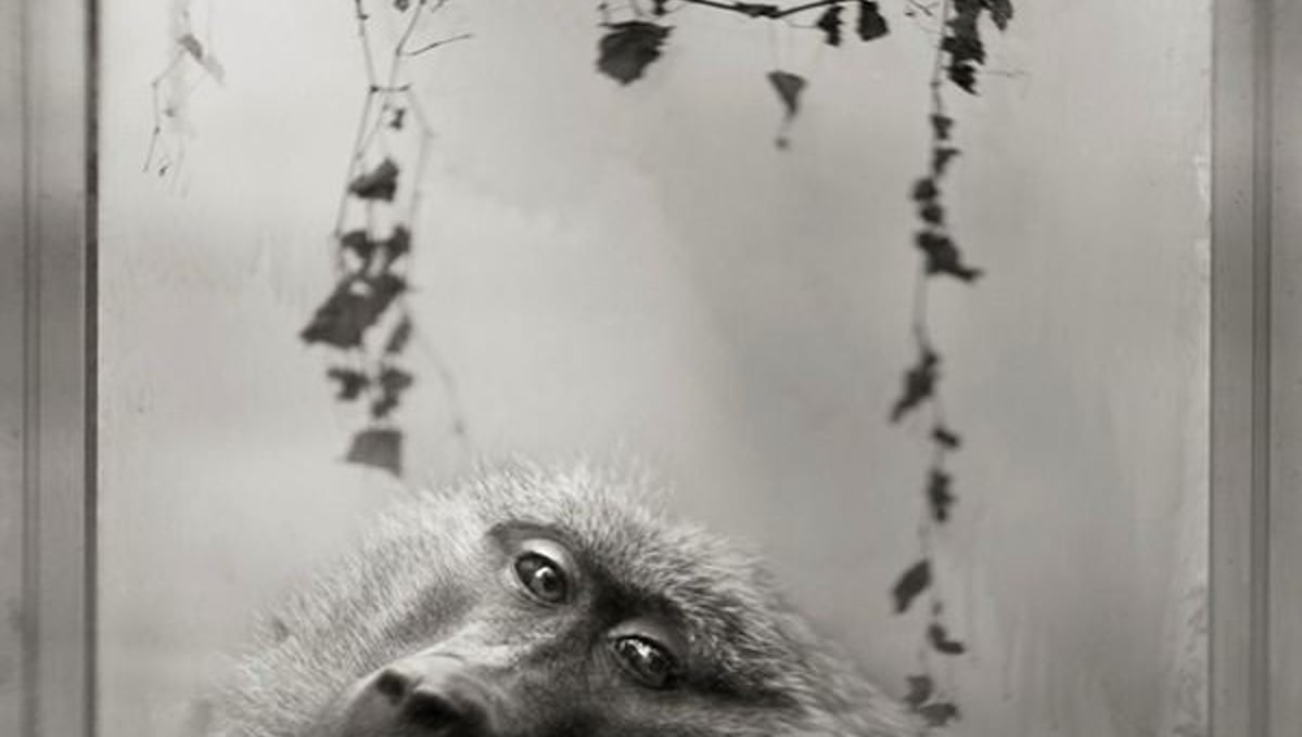 3rd Prize: Baboon in Window © Anne Berry