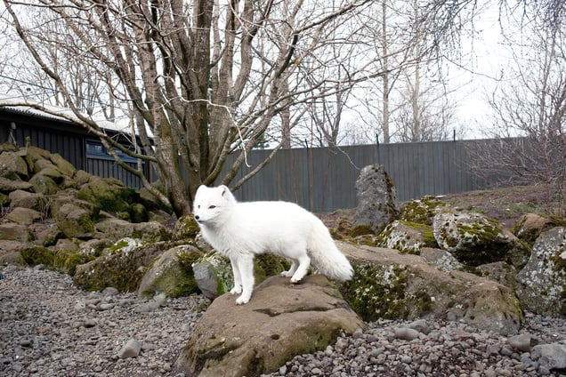 Artic fox