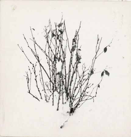Harry Callahan: The Photographer at Work - Photographs by