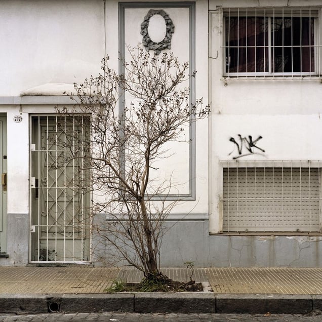 From the series Tree Portraits              © Emma Livingston