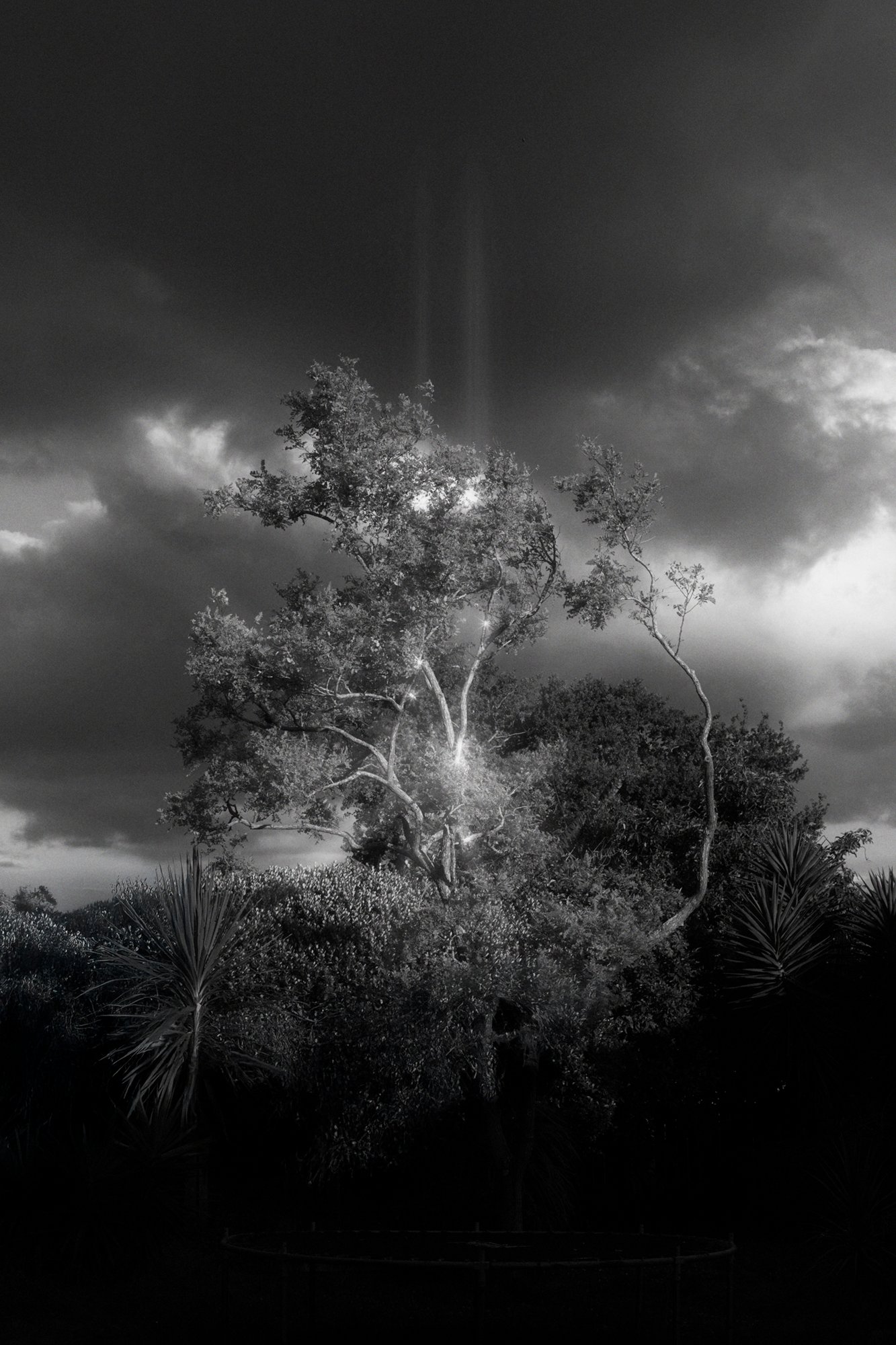 Chimera VI © Stephanie O'Connor