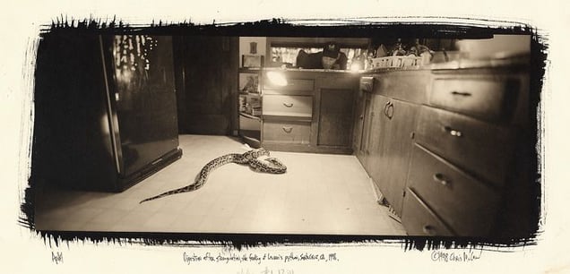 Digestion after strangulation, the feeding of Lauren’s python, Santa Cruz, CA, 1997. © Chris McCaw