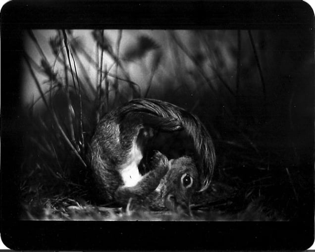 "Untitled" (Squirrel), 2011 © Giacomo Brunelli