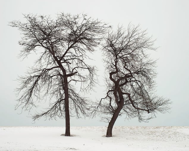 Two Trees, Chicago. 2014