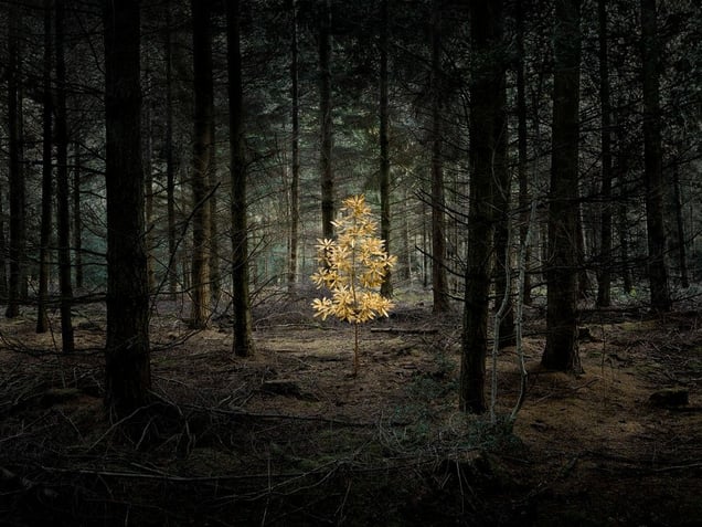 © Ellie Davies, Smoke and Mirrors 7. Honorable Mention, LensCulture International Exposure Awards 2010