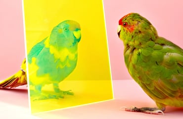 Of Cages and Feathers, Photography Competition & Awards