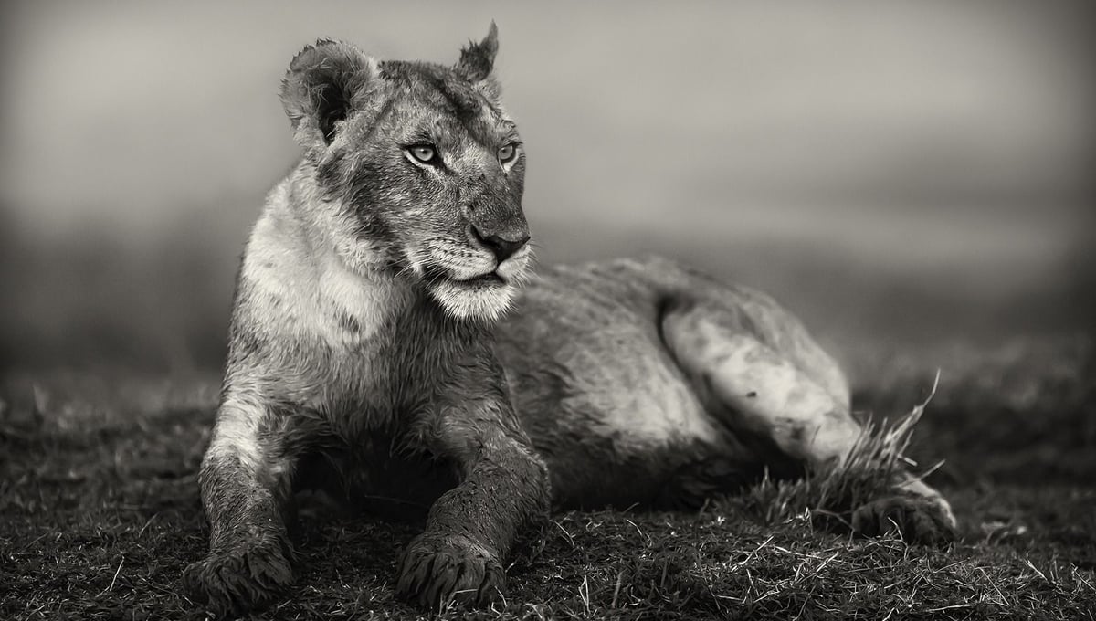 "Young Lion." A young member of the Musiara pride of lions in Masai mara, Kenya is resting on a hill after feeding and participating in the kill of a buffalo.