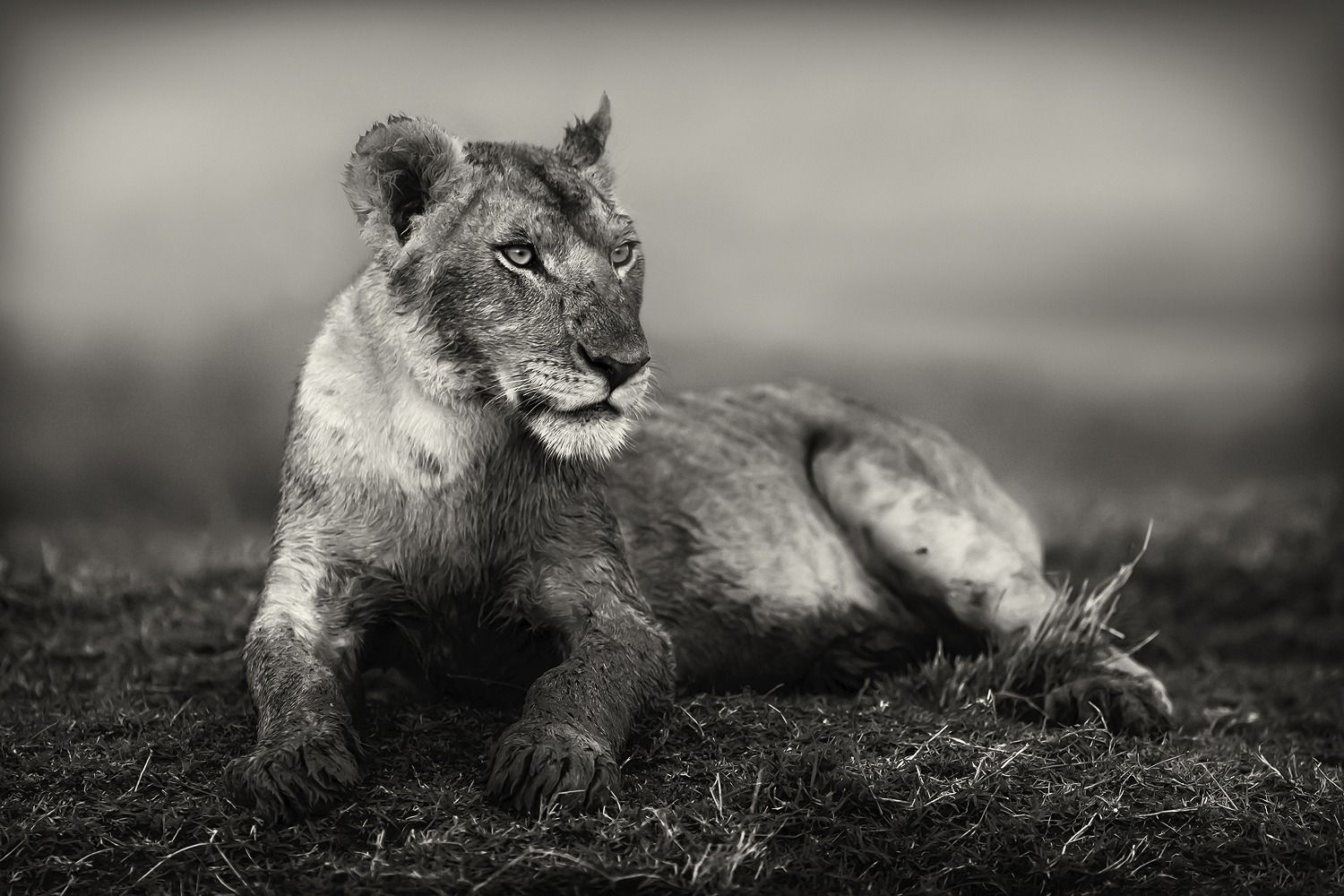 Africa Noire, Lions