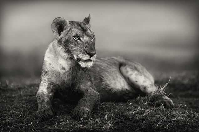 "Young Lion." A young member of the Musiara pride of lions in Masai mara, Kenya is resting on a hill after feeding and participating in the kill of a buffalo.