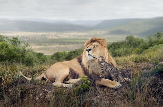 'Big Cat, Little Cat' is an advertising campaign for Whiskas cat food © George Logan, UK. Shortlist, Campaign, Professional Competition. 2014 Sony World Photography Awards