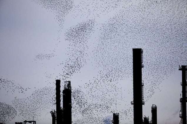 From the series "Refinery Flocks" © Massimo Cristaldi
