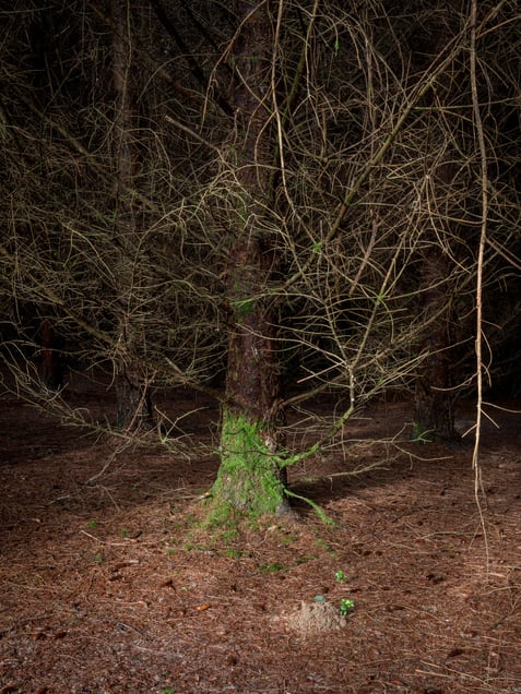 Mckay Forest, California