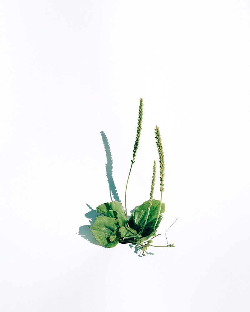 Isolated (Plants)