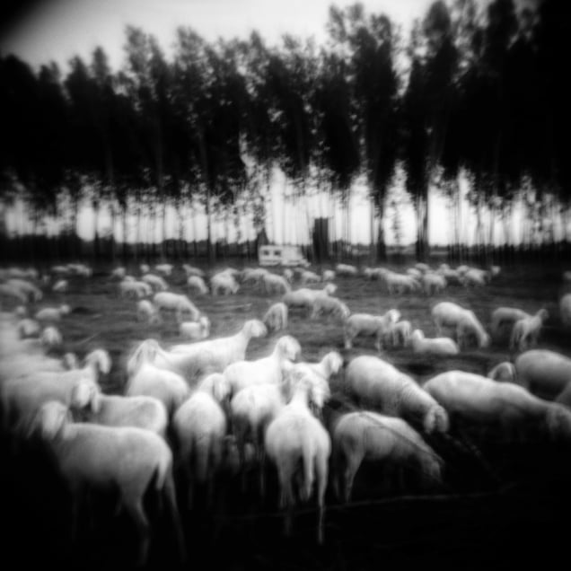 Holga #15