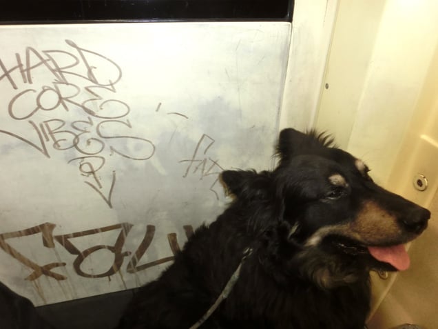 "HARD CORE VIBES VISION QUEST" "Hard Core Vibes Visionssuche"