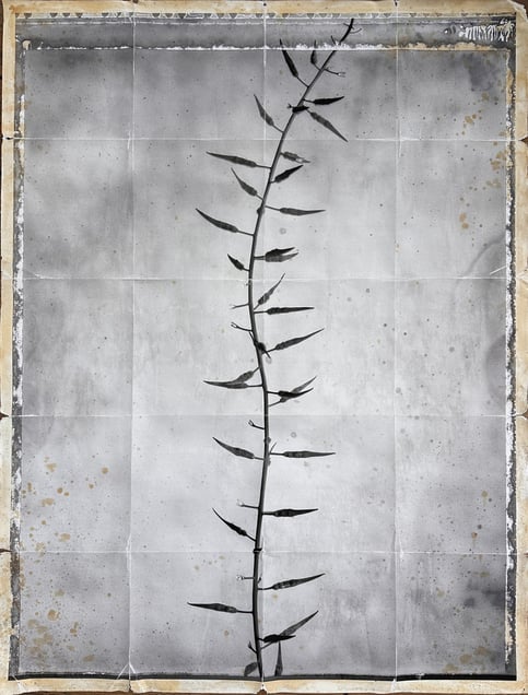 Scar (Wild Mustard)