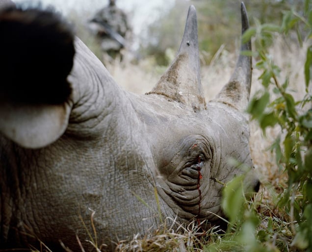 rhino # I, killed by poachers, lewa conservancy, northern kenya-from the series 'with butterflies and warriors'-David Chancellor