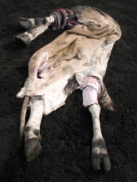 From the series "Meat Portraits" © Alex Van Gelder