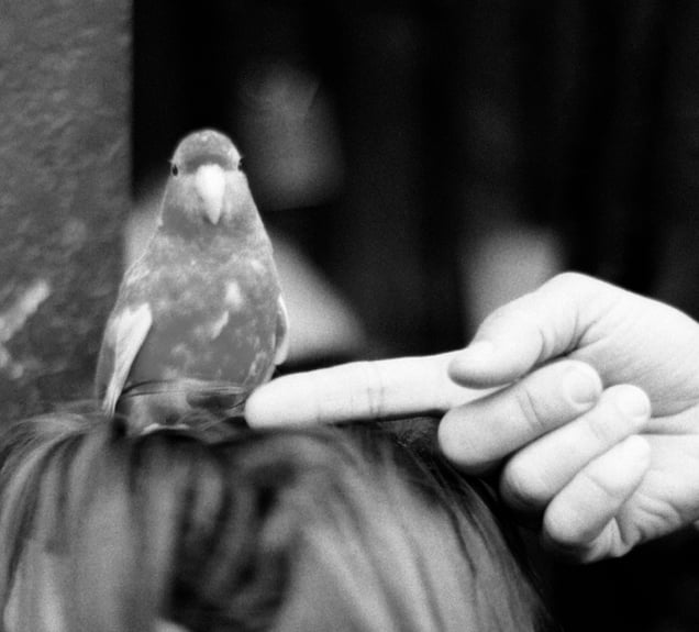 Bird And Finger