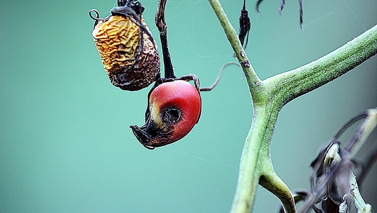 MY TOMATOES DON'T CARESS THE SKY 1