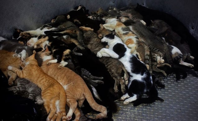 © Mary Shannon Johnstone, Cats in Freezer. Honorable Mention, LensCulture International Exposure Awards 2010