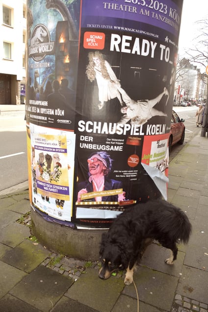 "READY TO RUMBLE?" oder "D'R VERDÖTSCHTE" "THE CRAZY ONE" "DER BEKLOPPTE"