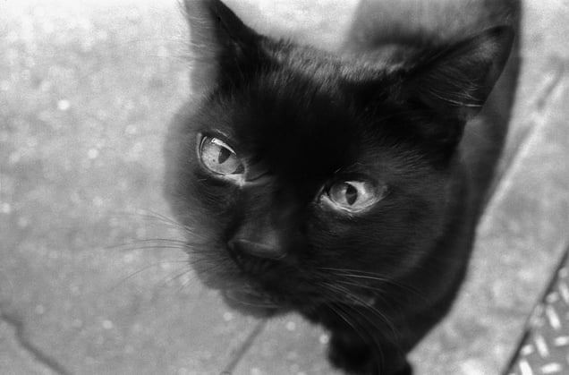 Mesmer eyes