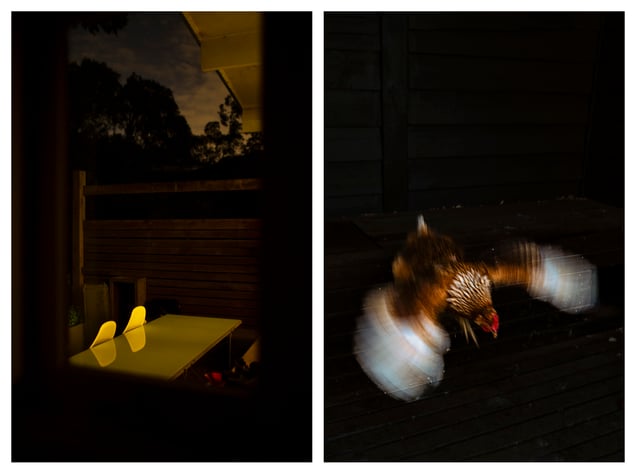 House Rule; No Chickens